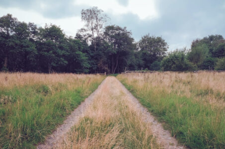 a rural road leading into a wooded area